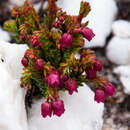 Plancia ëd Erica cabernetea E. G. H. Oliver