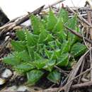 Imagem de Haworthia rossouwii Poelln.