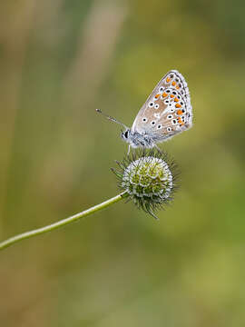 Image of brown argus