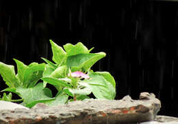 Image of Madagascar periwinkle