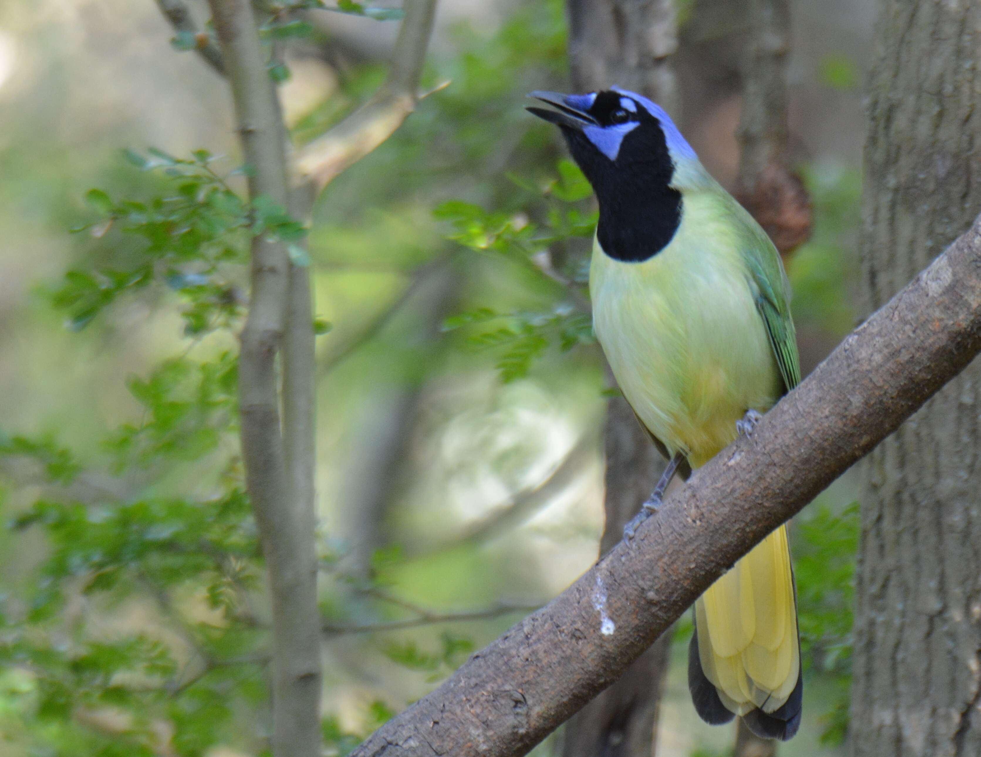 Image of Green Jay