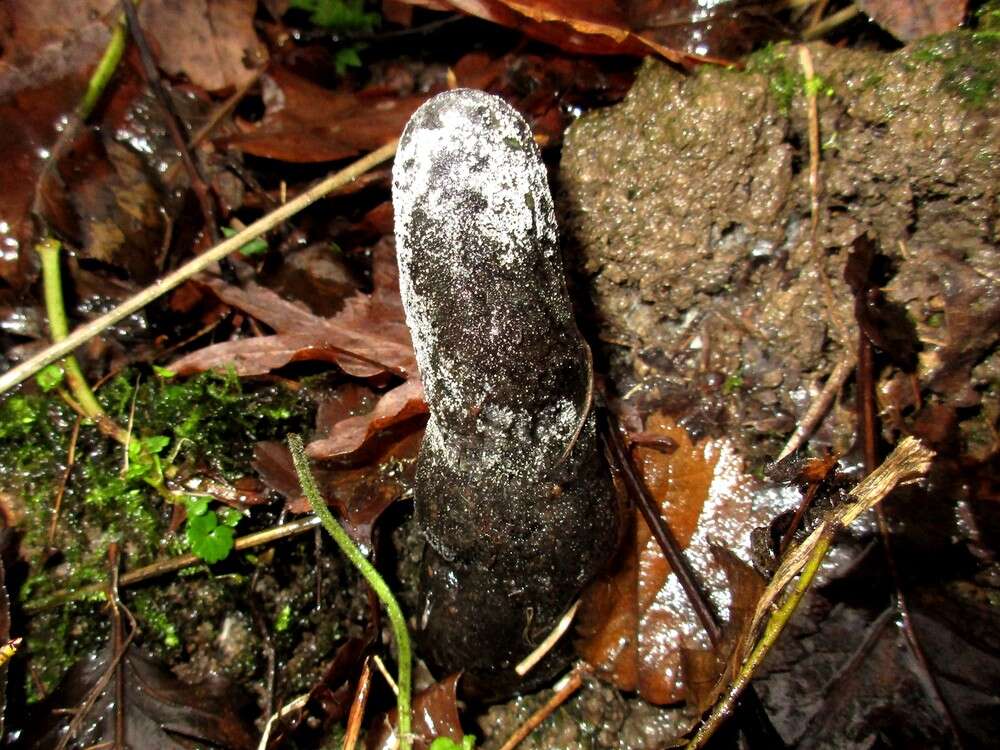 Image of dead man's fingers