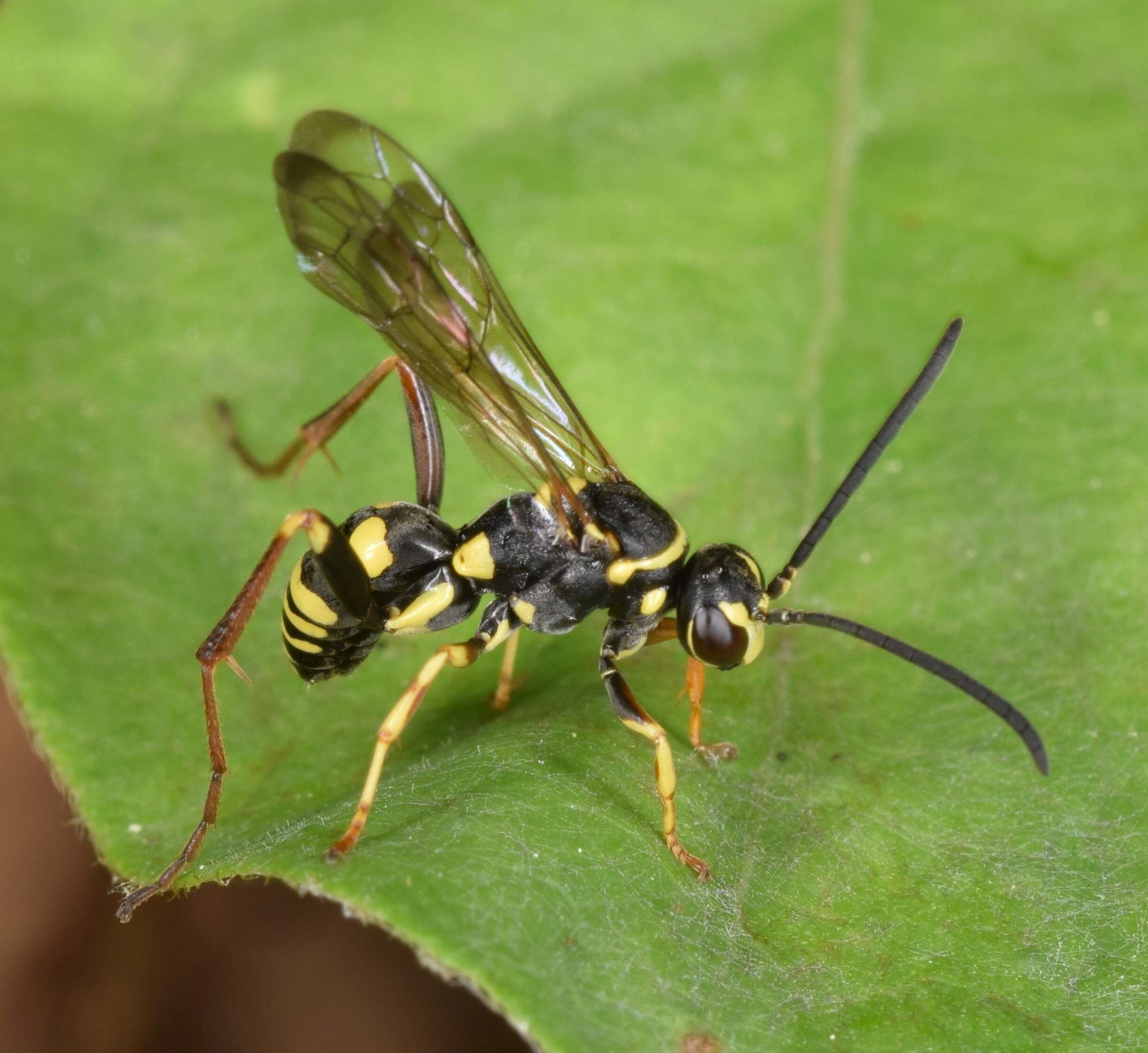 صورة Ceropales maculata (Fabricius 1775)