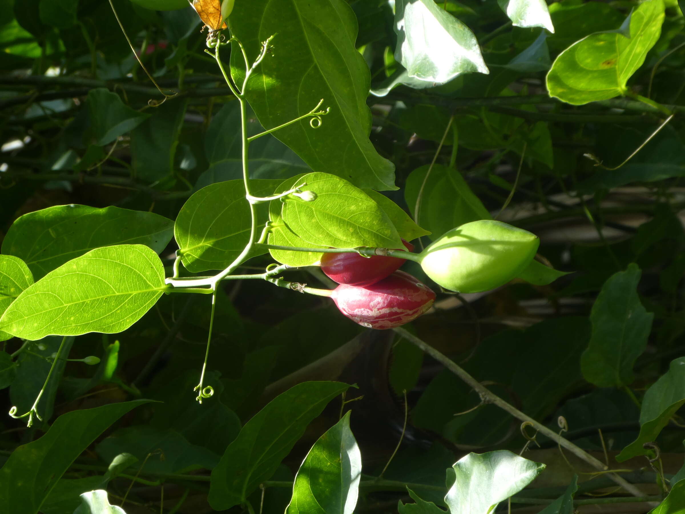 Sivun Adenia heterophylla (Bl.) Koord. kuva