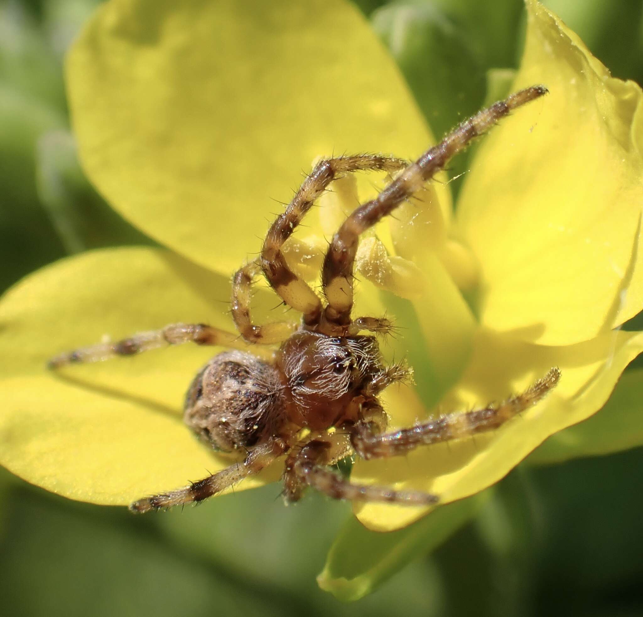 Image of Furrow spiders