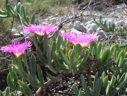 Image of Carpobrotus quadrifidus L. Bol.