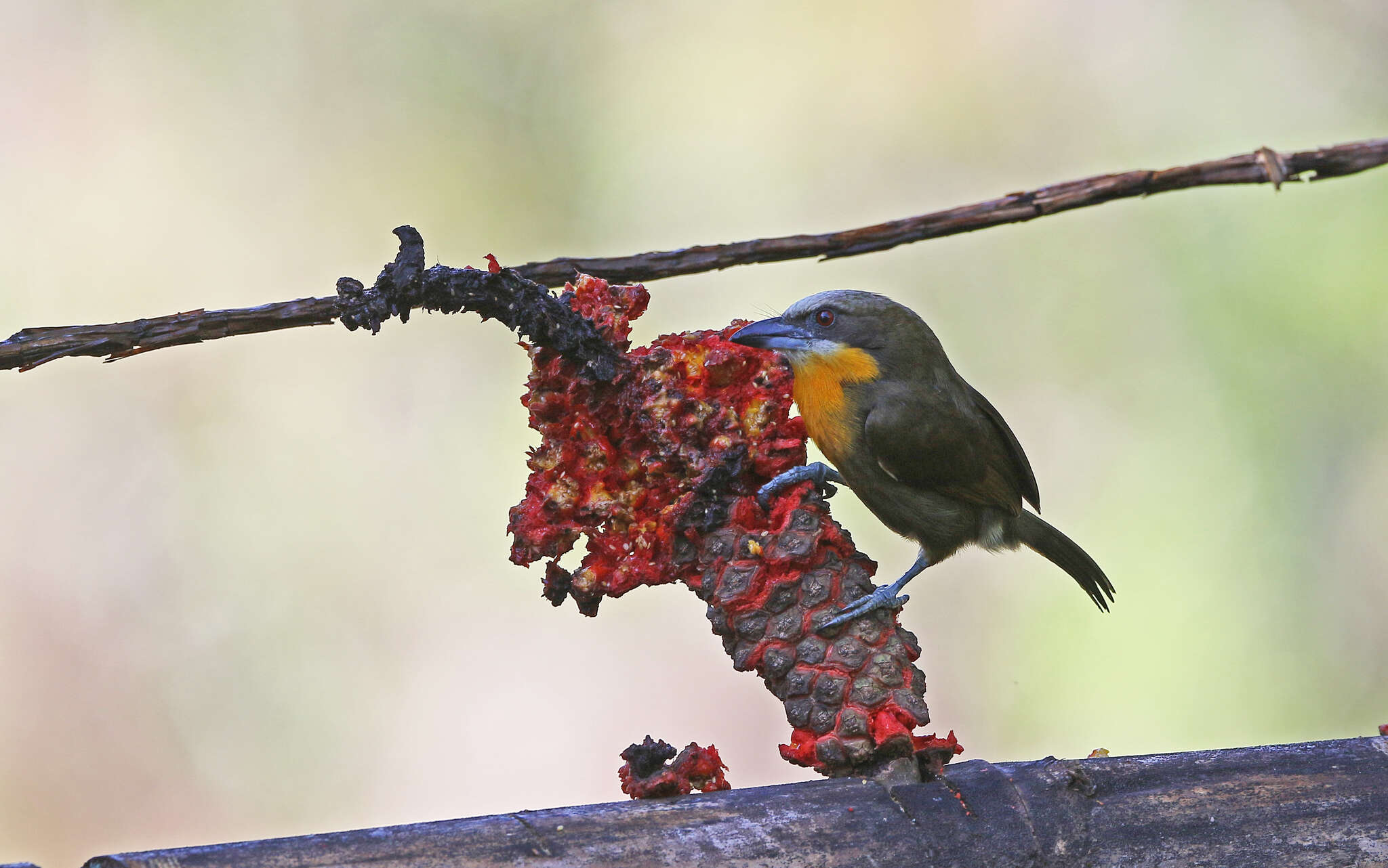 Image of Scarlet-crowned Barbet