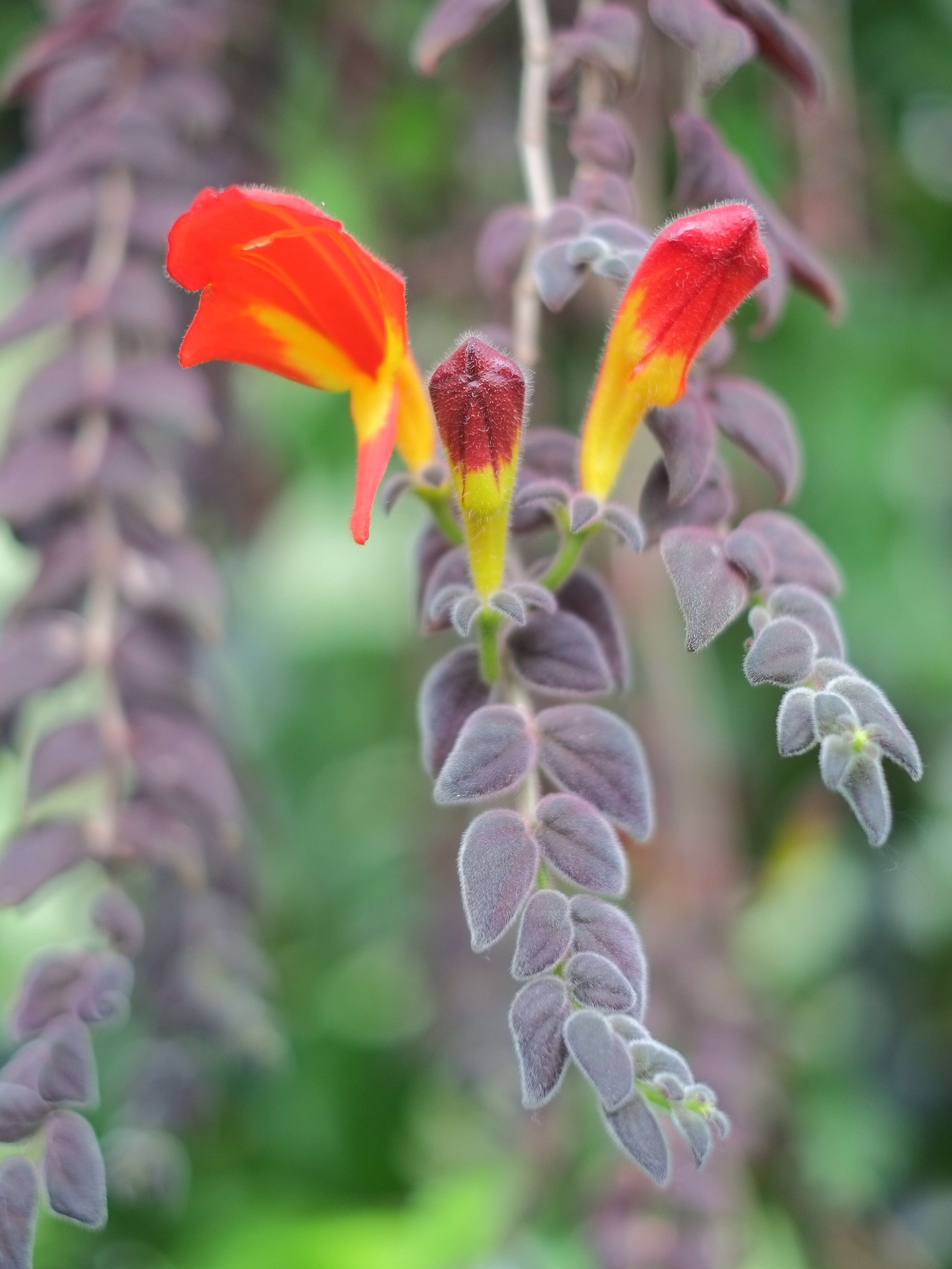 Image of Columnea microcalyx Hanst.