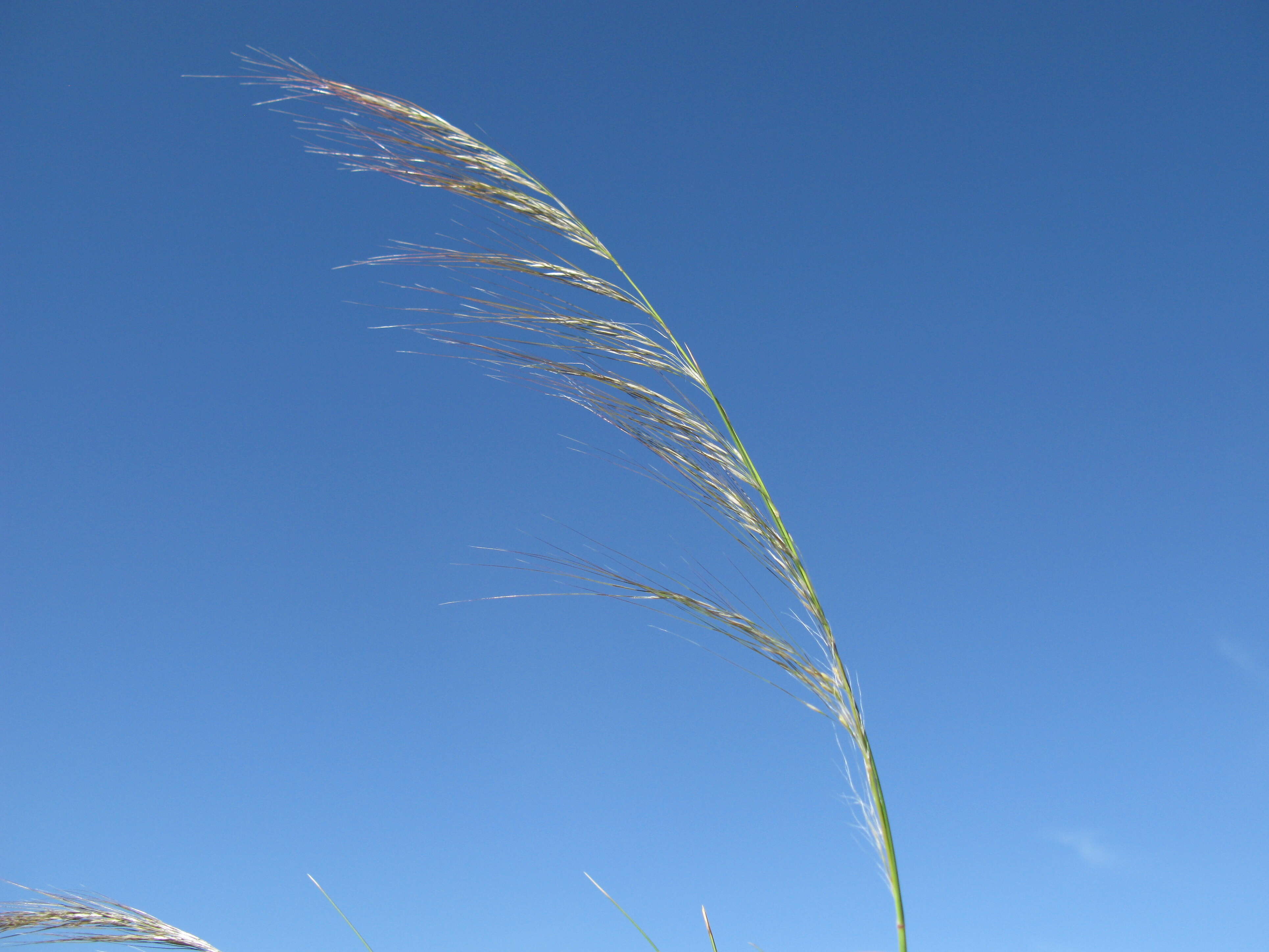 Image of Austrostipa nodosa (S. T. Blake) S. W. L. Jacobs & J. Everett