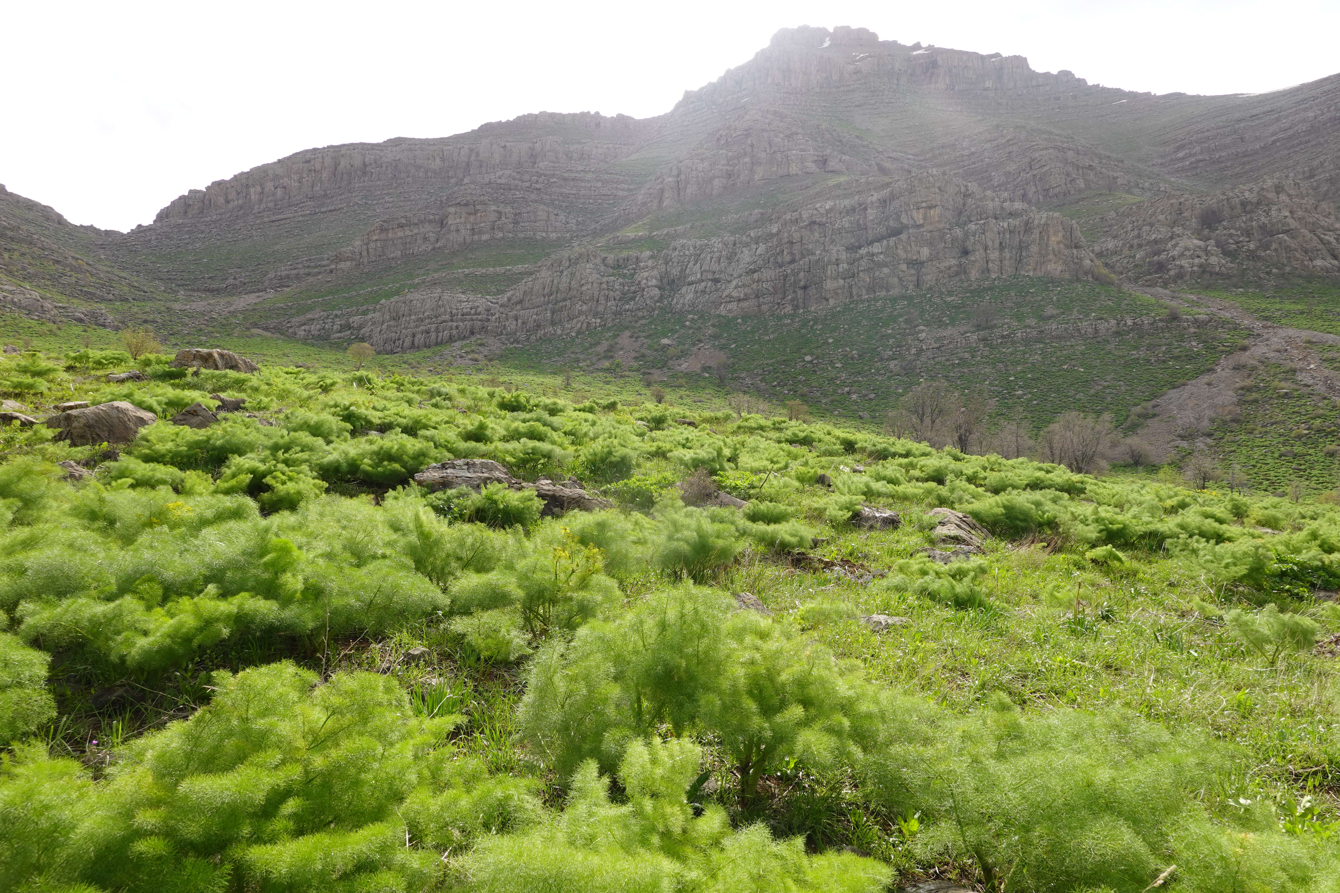 Image of Giant Fennel