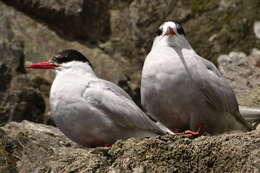 Image of Antarctic Tern