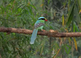 Image of Common Green Magpie