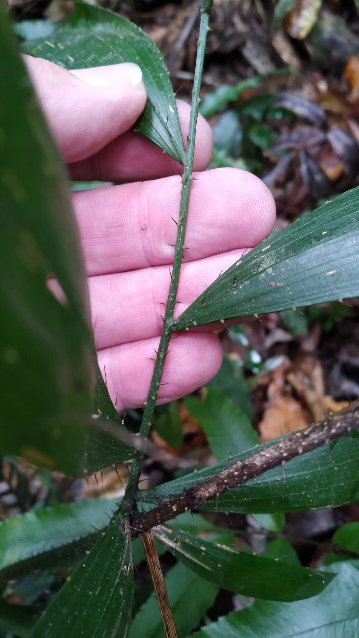 Image of Fishtail Lawyer Cane