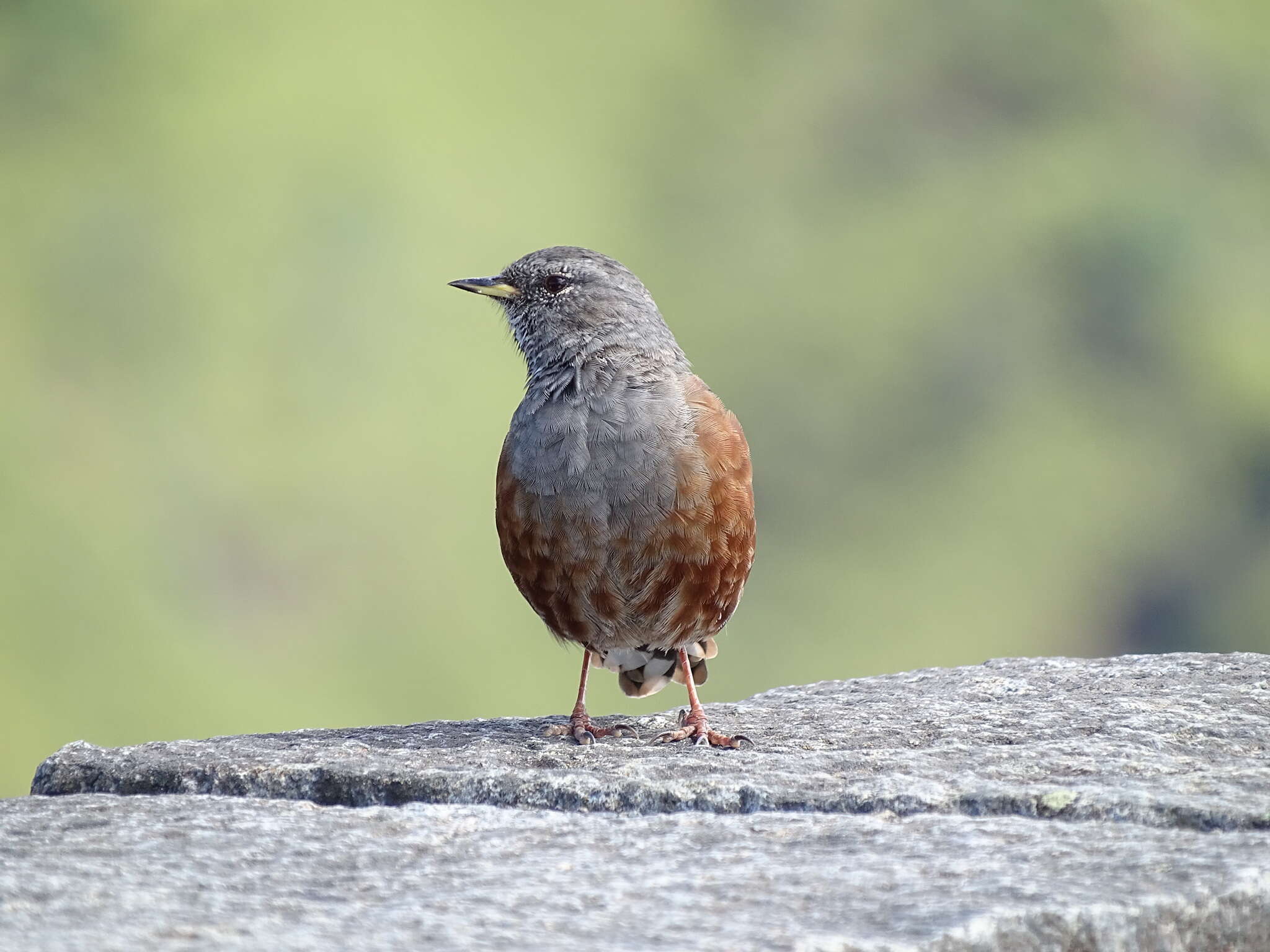 Image of Alpine Accentor