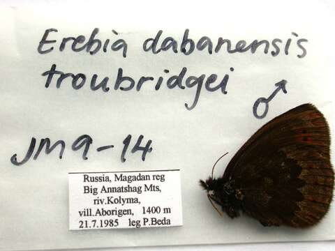 Image of Erebia dabanensis Erschoff 1871