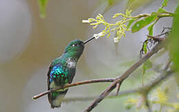 Image of Emerald-bellied Puffleg