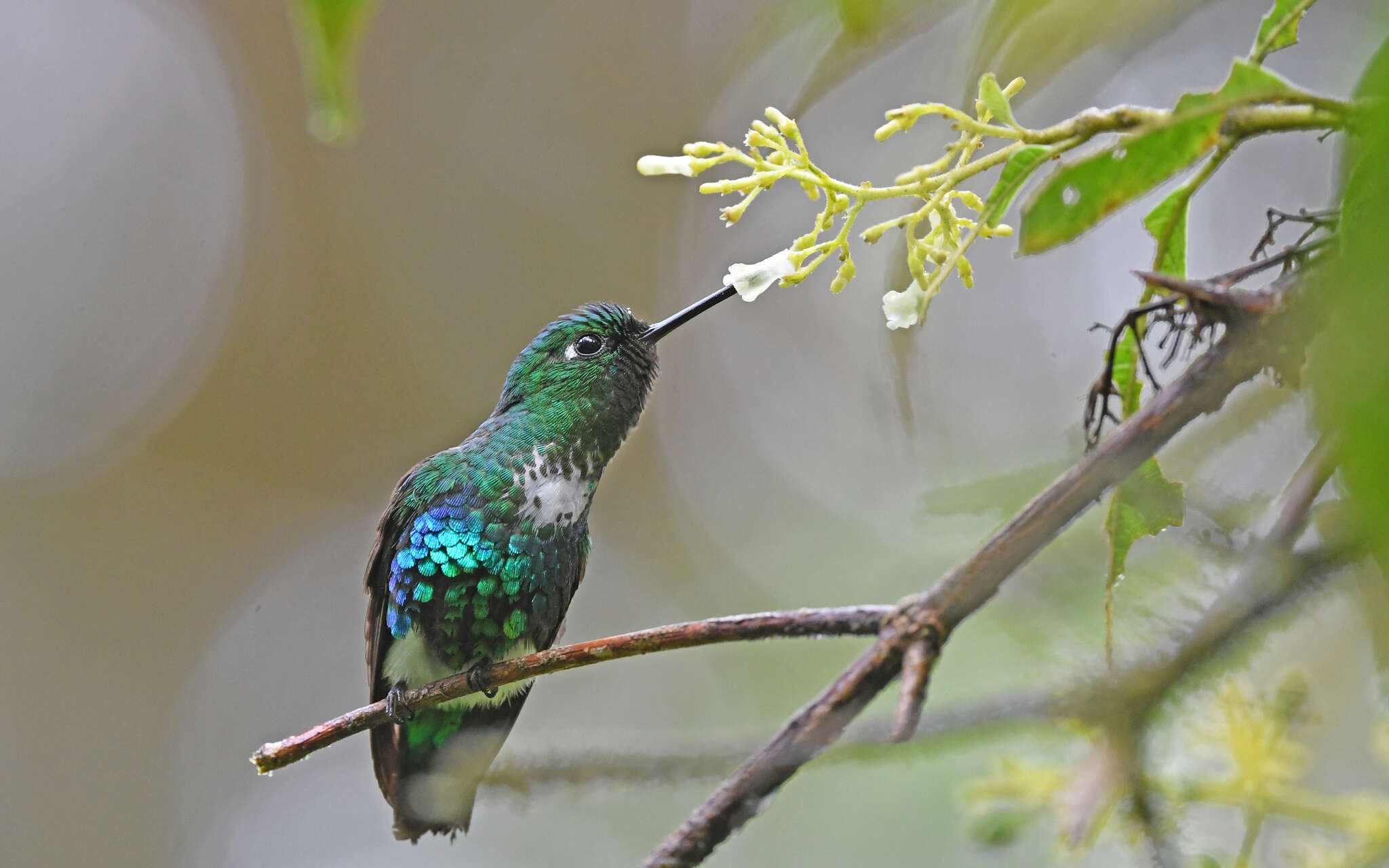 Image of Emerald-bellied Puffleg