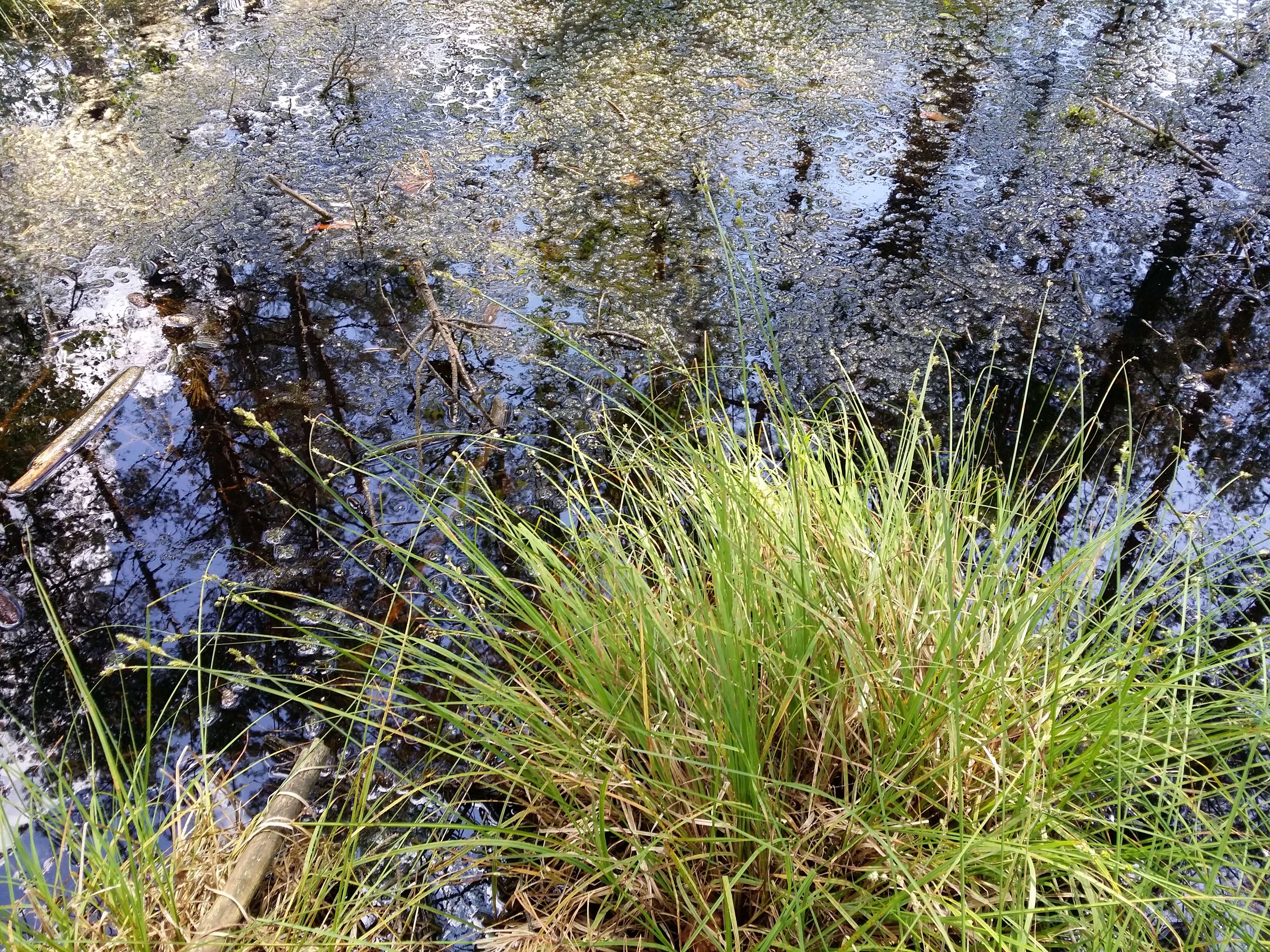 Image of Gray Bog Sedge