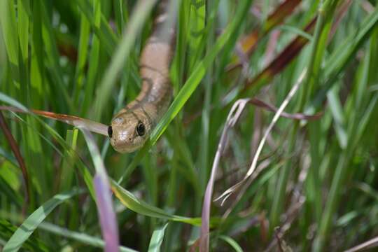 Psammophis brevirostris Peters 1881的圖片