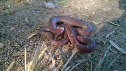 Image of Common Wolf Snake