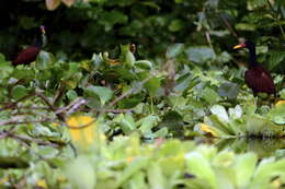 Image of Wattled Jacana