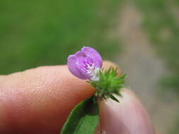 Image of Justicia adscendens subsp. adscendens