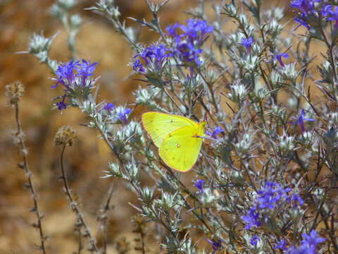 Image of Harford's Sulphur