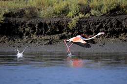 Imagem de Phoenicopterus roseus Pallas 1811