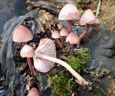 Image of Mycena haematopus (Pers.) P. Kumm. 1871