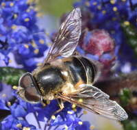 Image of Eristalis hirta Loew 1866