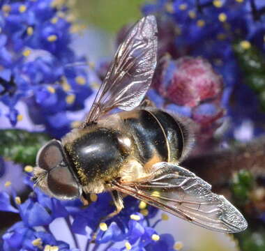 Image of Eristalis hirta Loew 1866