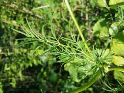 Image de Thalictrum lucidum L.