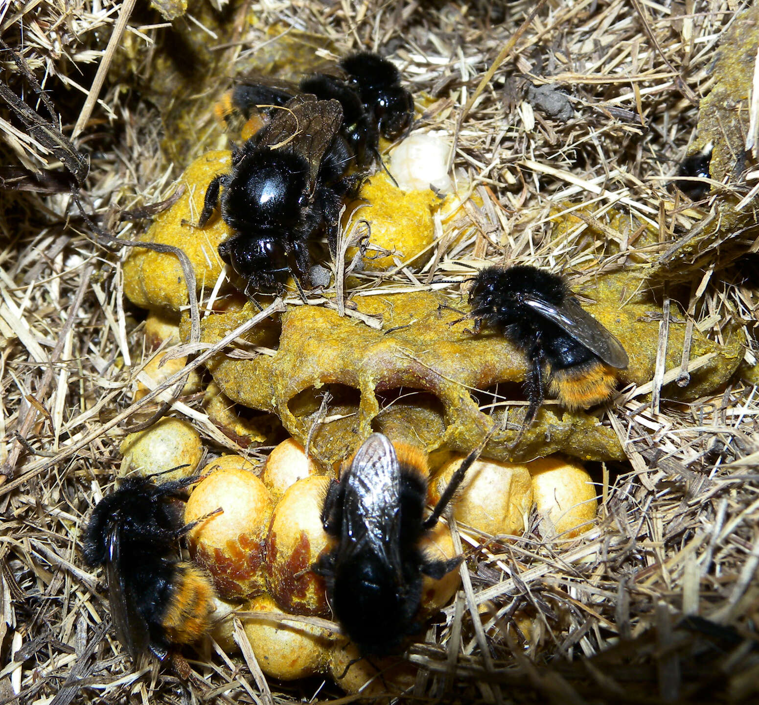 Image de Bourdon velouté