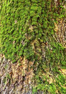 Image of hypnum moss