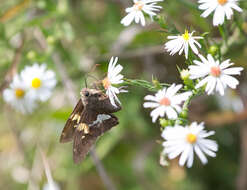 Image of Silver-spotted Skipper