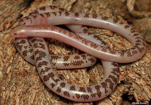 Image of (Schinz's) Beaked Blind Snake