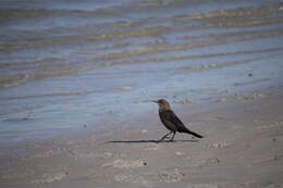 Image of Boat-tailed Grackle