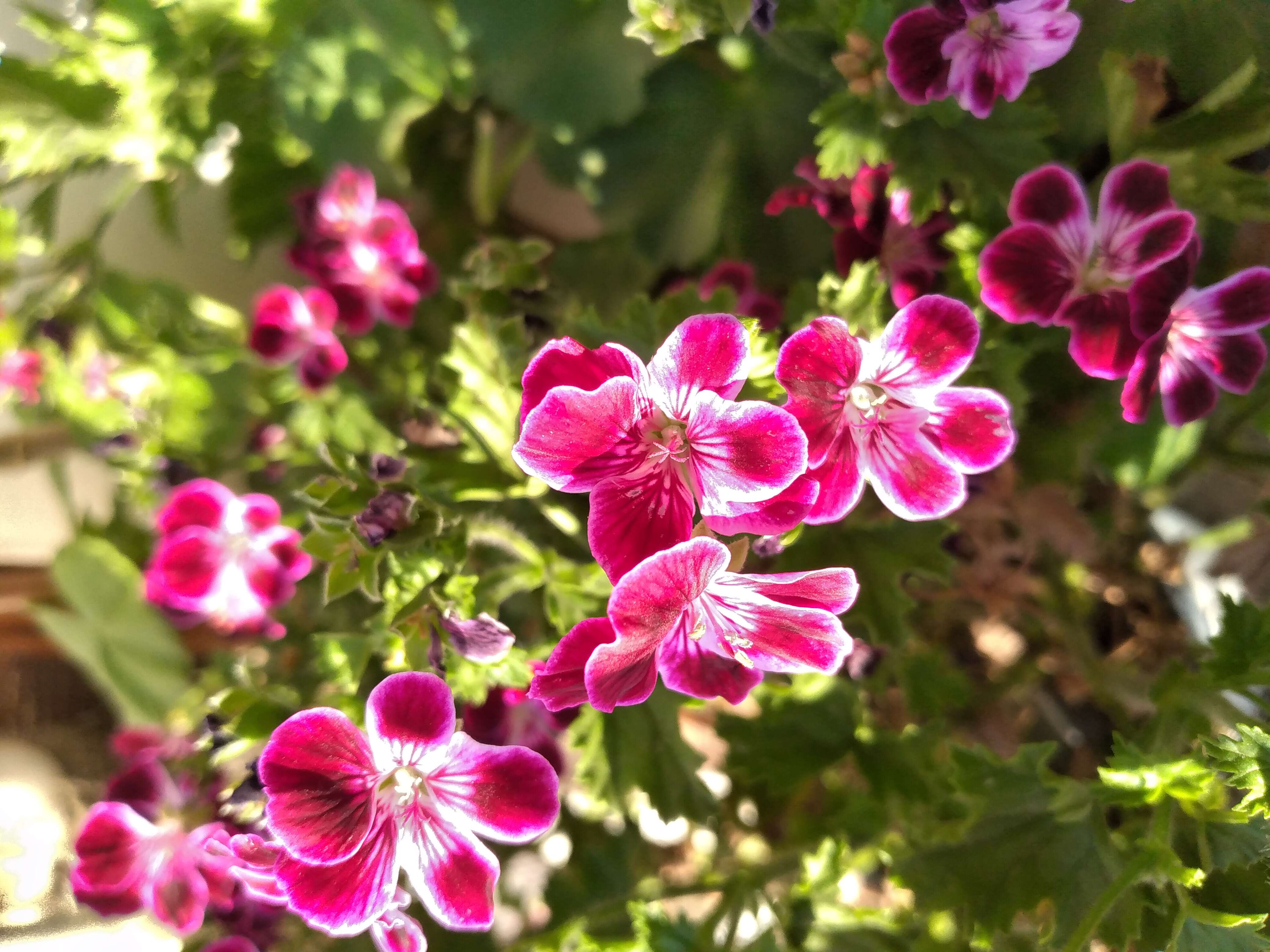 Image of Geranium