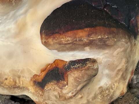 Image of Fomitopsis mounceae