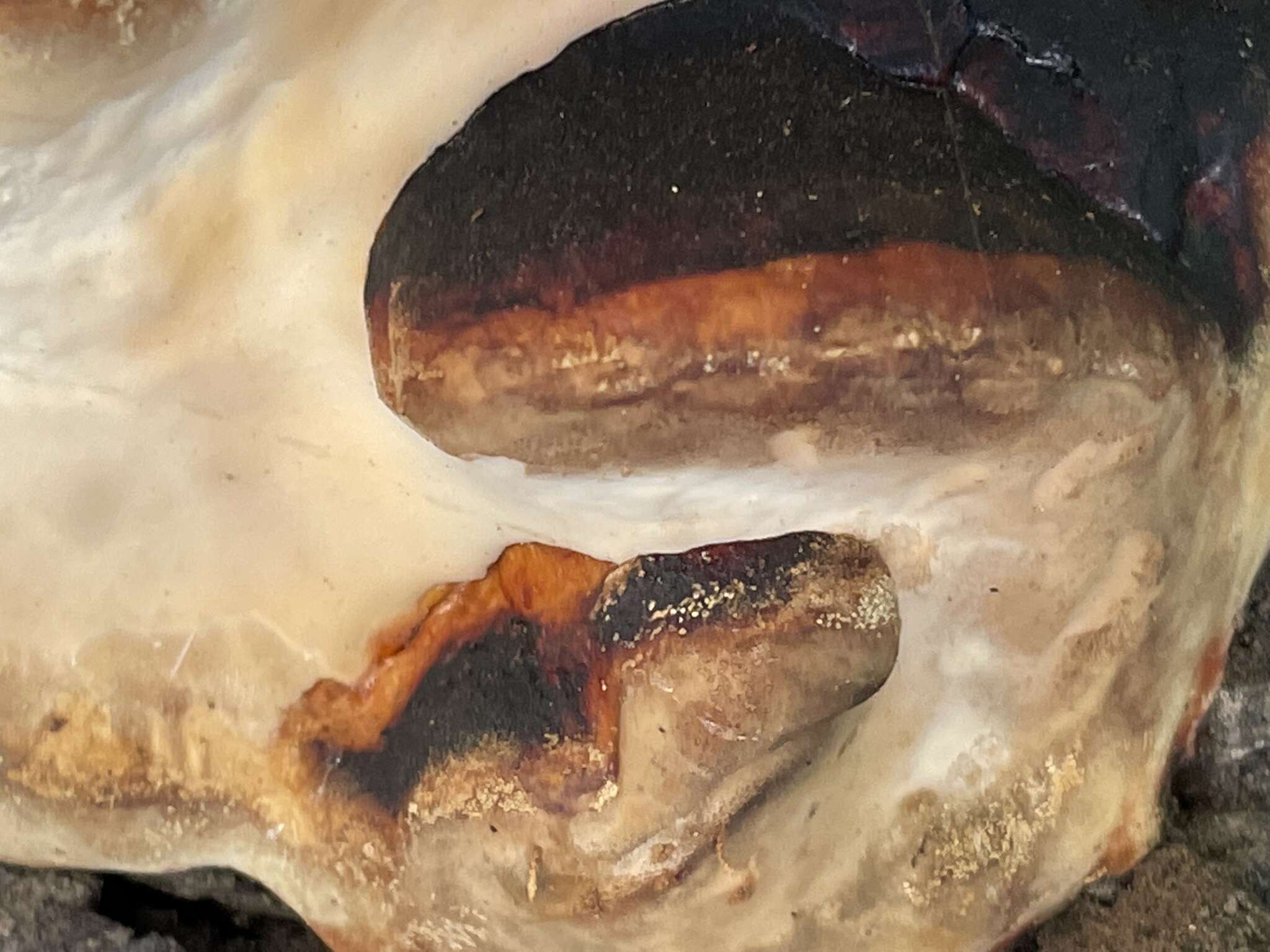 Image de Fomitopsis mounceae