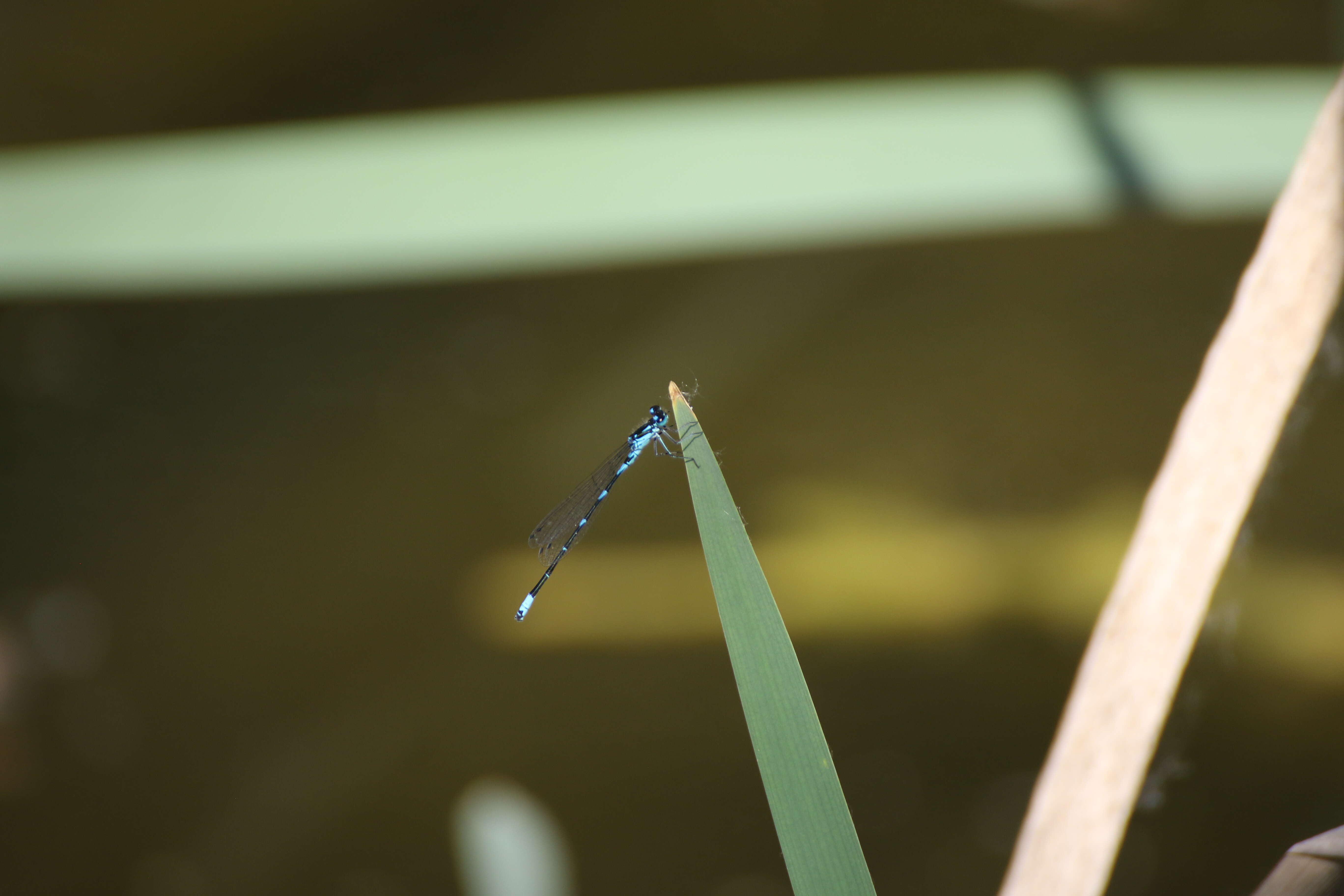 Coenagrion pulchellum (Vander Linden 1825) resmi