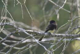 Image of Eastern Phoebe