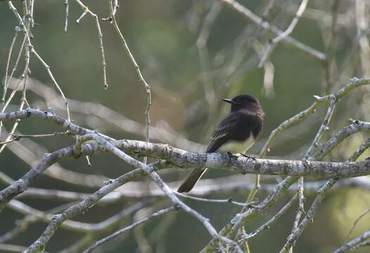 Image of Eastern Phoebe