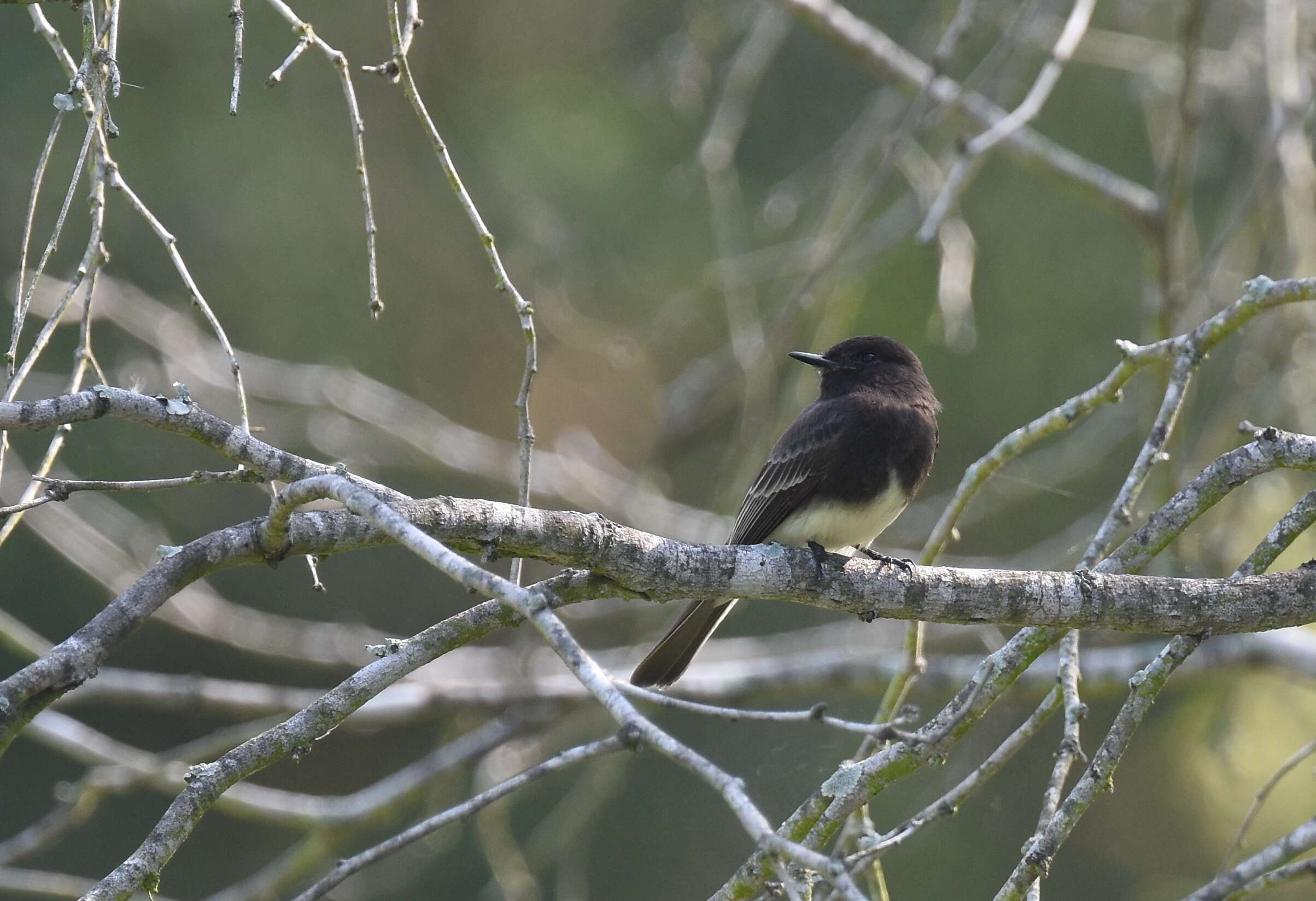 Image of Eastern Phoebe