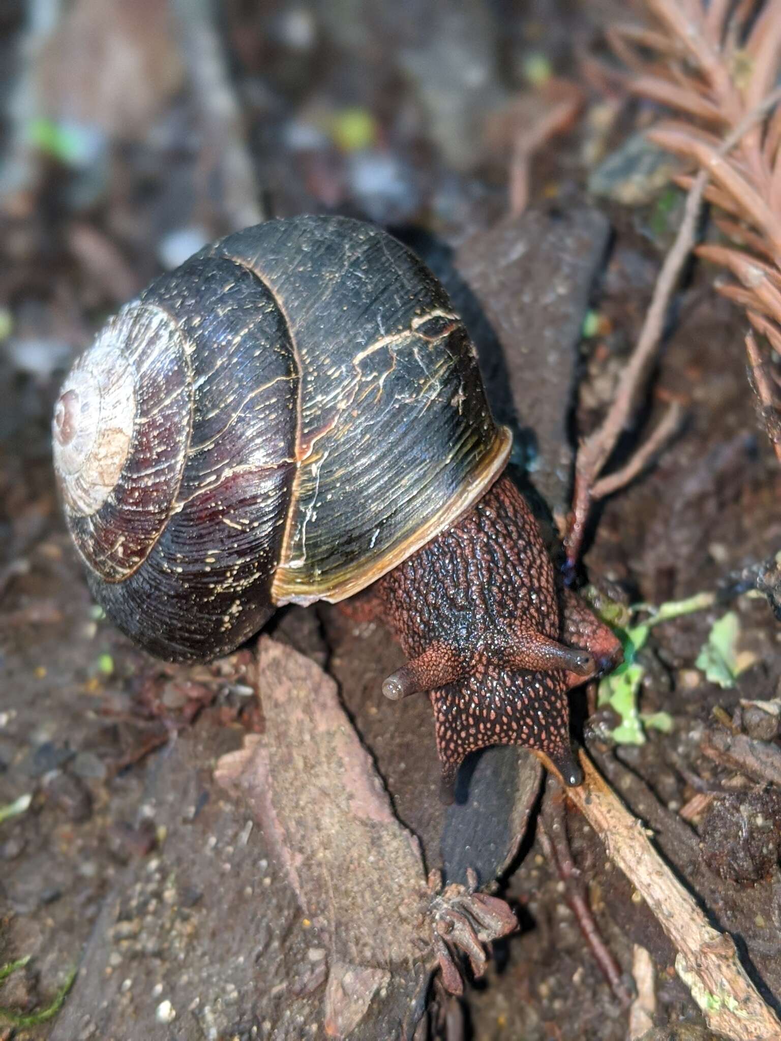 Image of Monadenia infumata (A. Gould 1855)