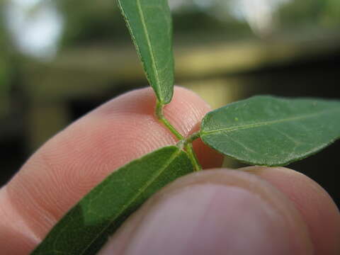 Image of Glycine cyrtoloba Tindale