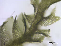 Image of Harpanthus scutatus (F. Weber & D. Mohr) Spruce