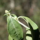 Image of Singleton mint bush