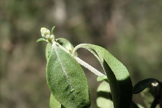 Image of Singleton mint bush