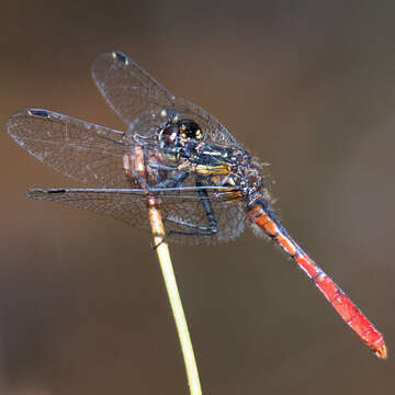 Image of Eastern Pygmyfly